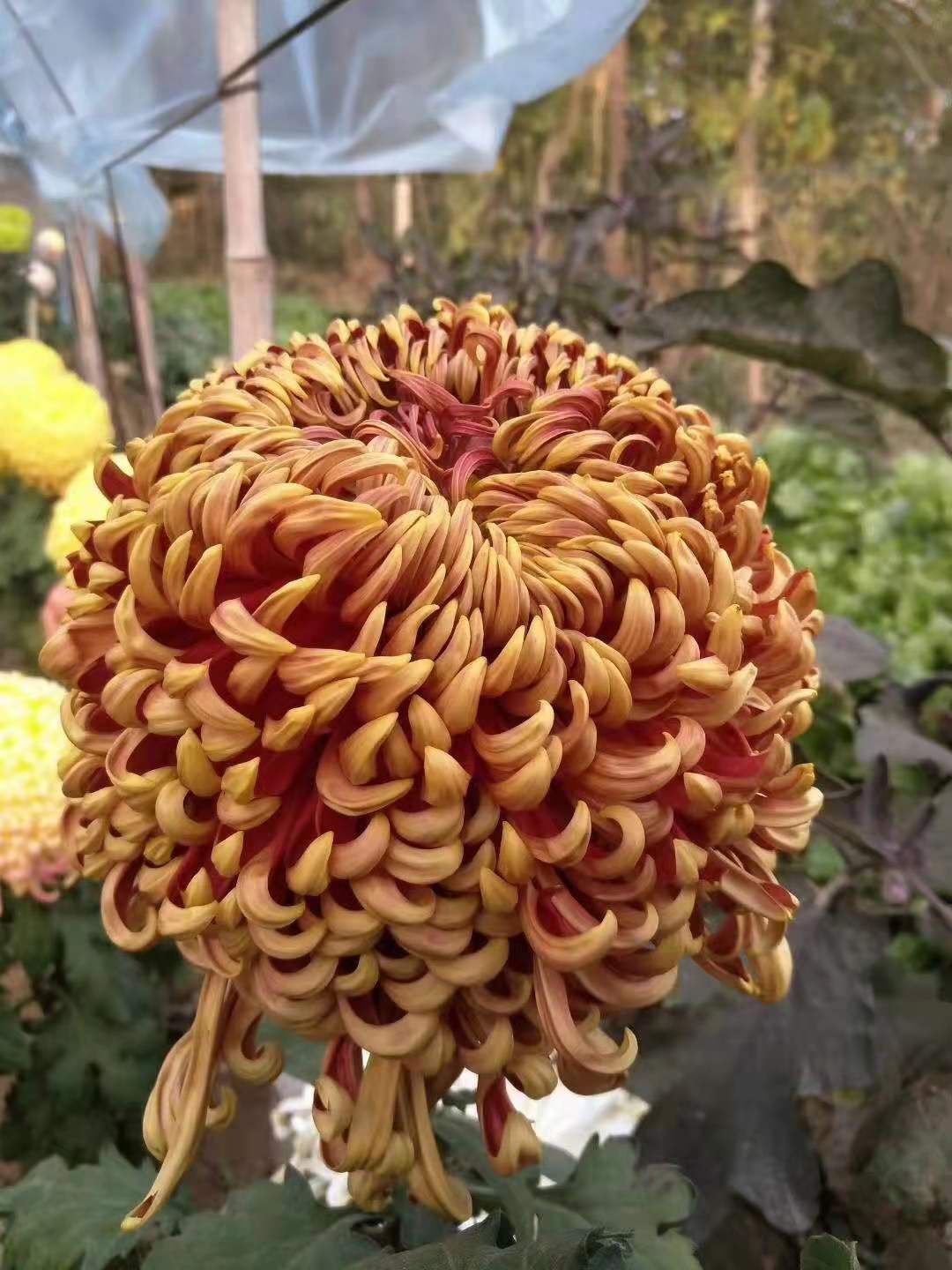 国庆菊 