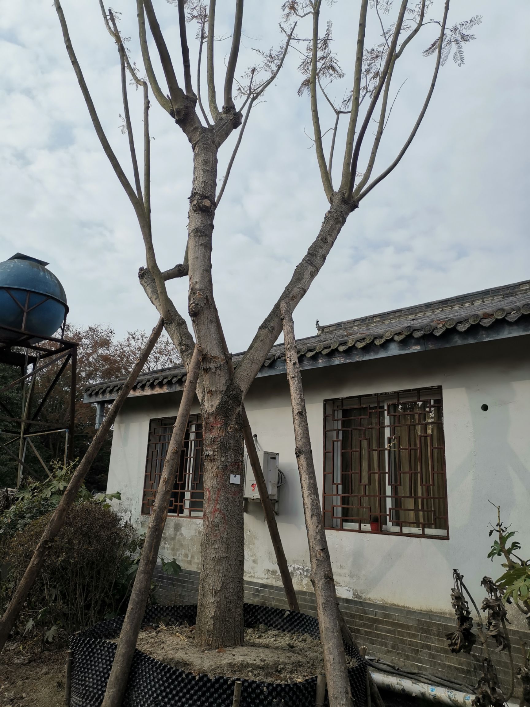 泸州蓝花楹 蓝花楹基地处理