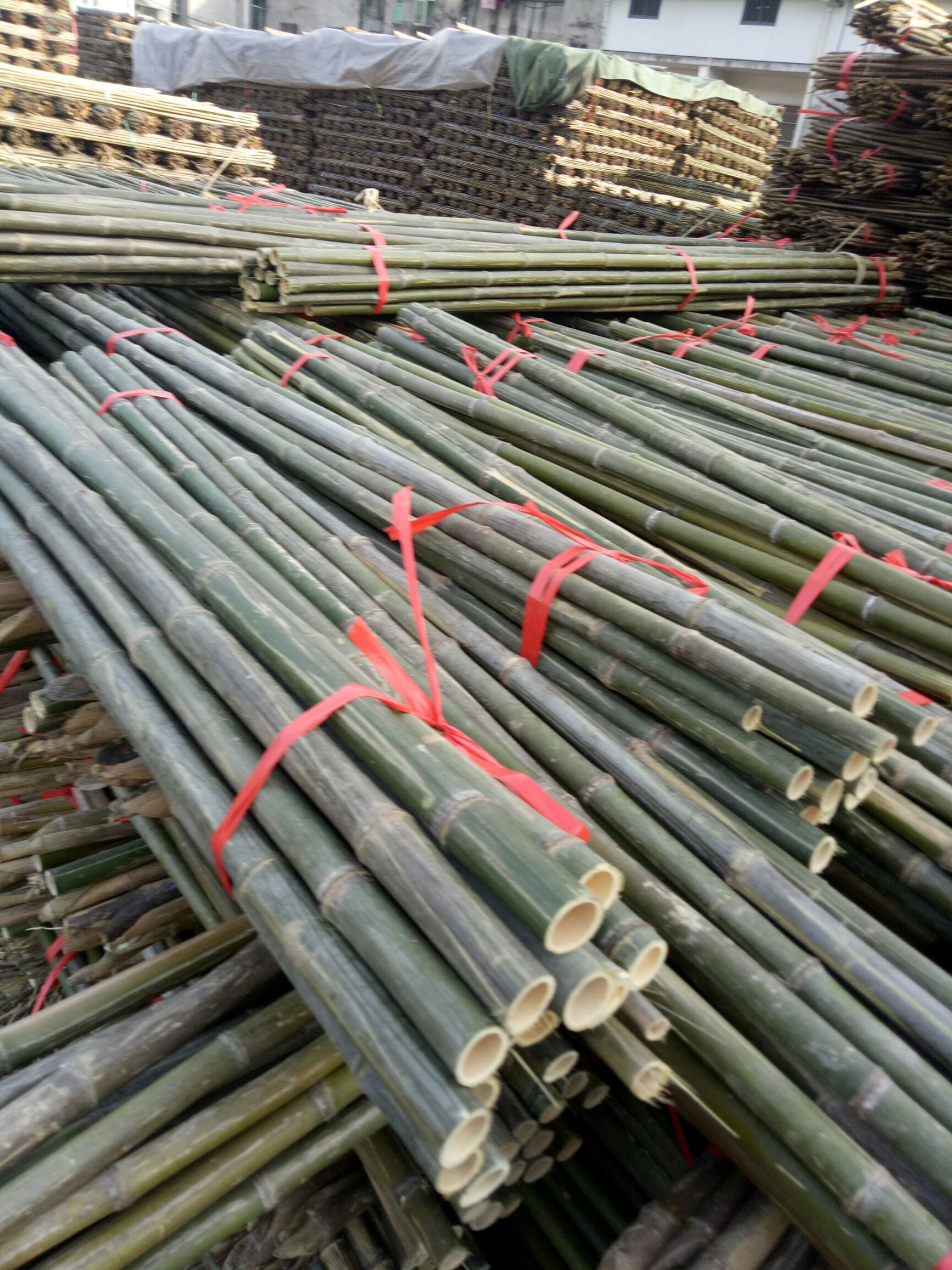 大量批发菜架竹，旗杆竹，竹片，支树杆，大棚竹，节短，璧厚。