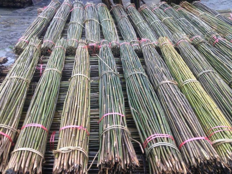 大量批发菜架竹，旗杆竹，竹片，支树杆，大棚竹，节短，璧厚。