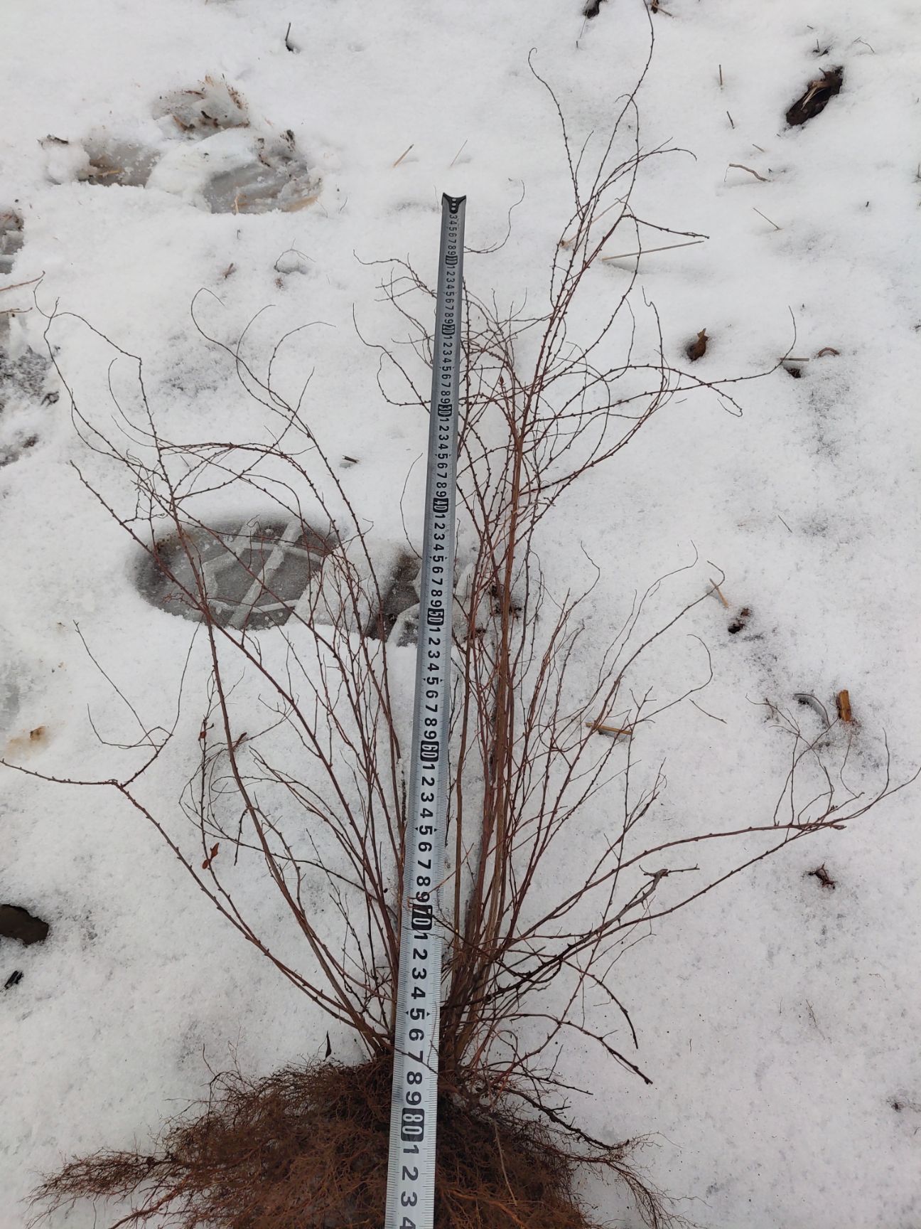 珍珠绣线菊 观赏喷雪花绿植 冬季干枝遇水开花 庭院绿植
