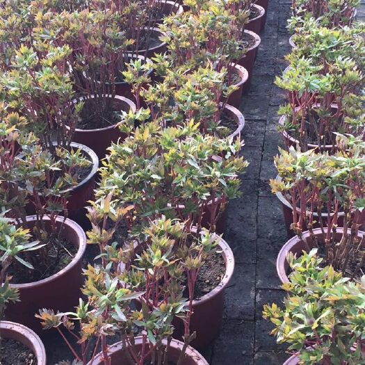 北京花牡丹 盆养牡丹，花多，多品种。