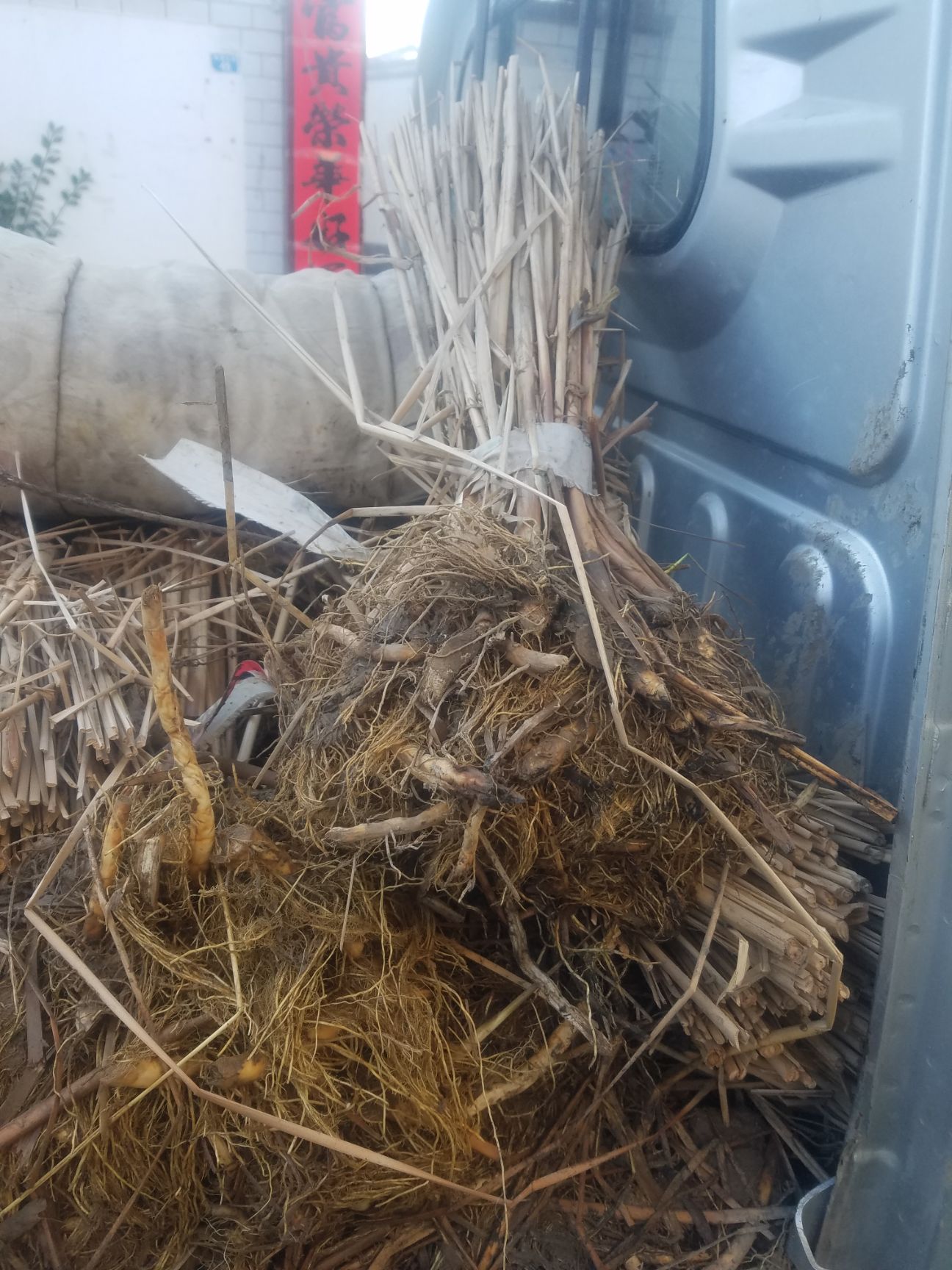 小香蒲 大量出售，香蒲