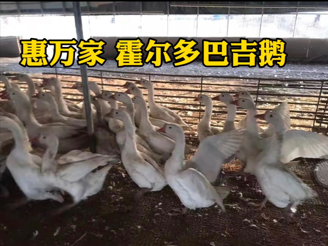 快长速白鹅苗 霍尔多巴基鹅苗 霍尔多巴吉鹅苗  包出壳疫苗