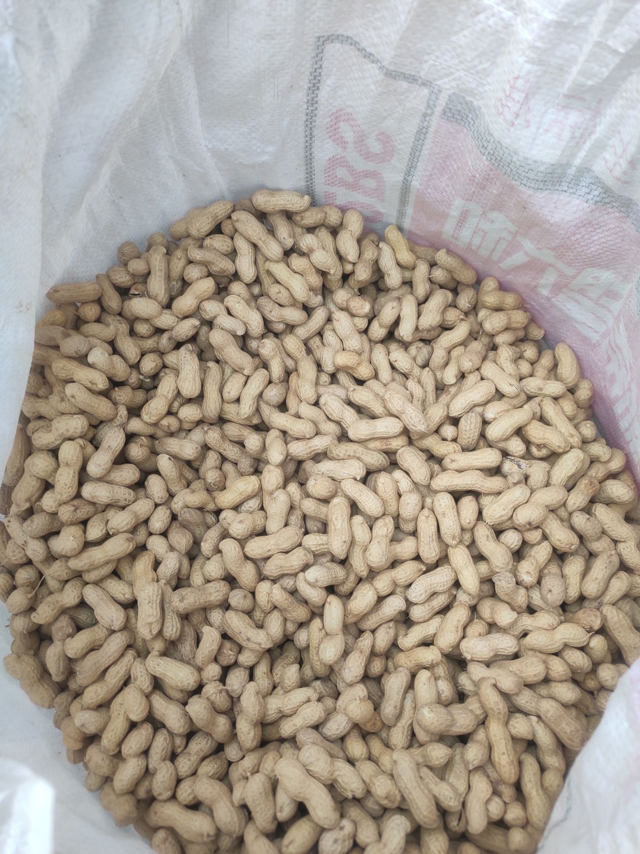 新黑花生新品种黑珍珠皮薄饱满出米率高