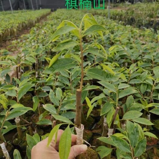 茂名奇楠沉香树 好的品种是不种人的，现在是种植沉香棋楠的好时机