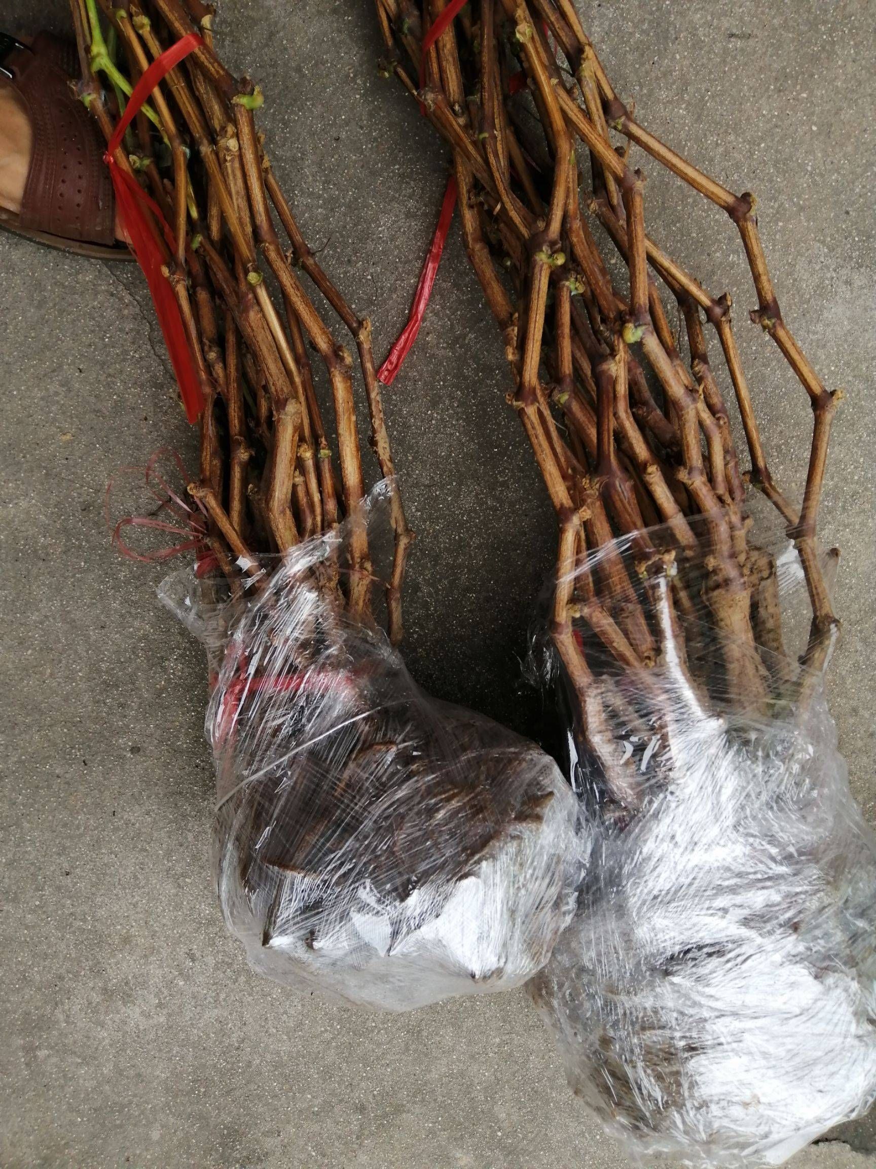 巨峰葡萄苗 中熟葡萄 南北方均可种植 高产热销品种