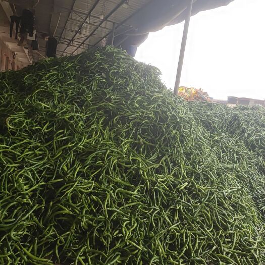 雷州市 现货三号线椒大量上市价低物美