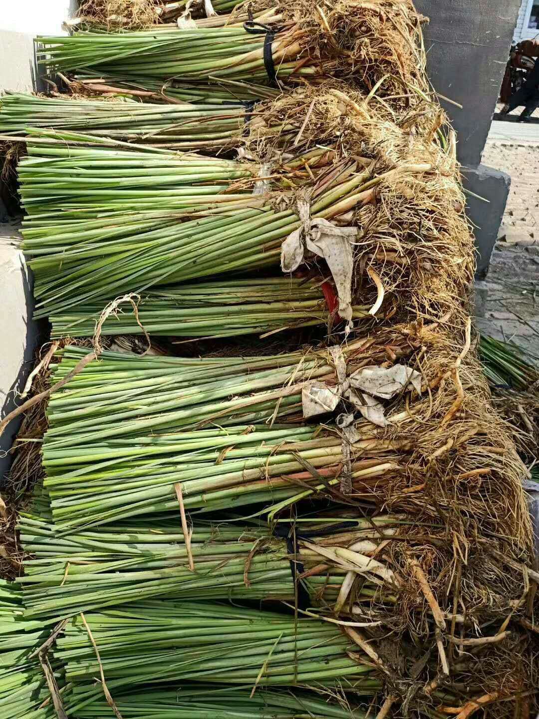 小香蒲 大量出售，香蒲