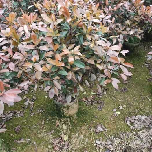 阳朔县高杆红叶石楠  红叶石楠自己家种的