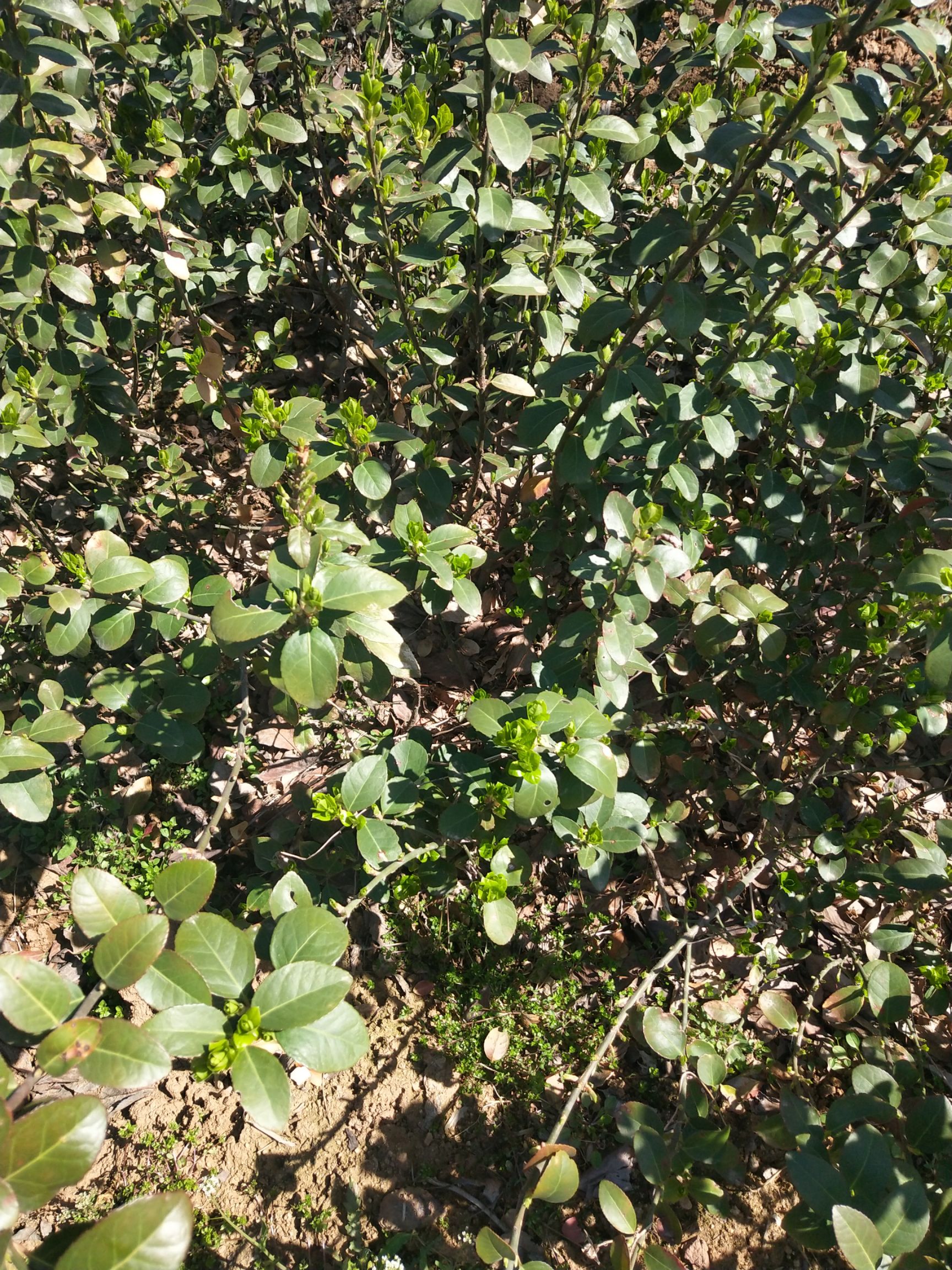 自己苗圃优质扶芳藤，三分枝，质量保证