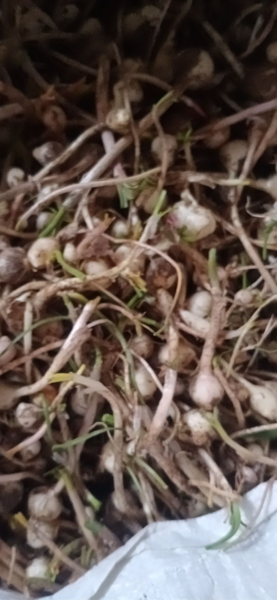 野蒜  小根蒜小蒜小根菜