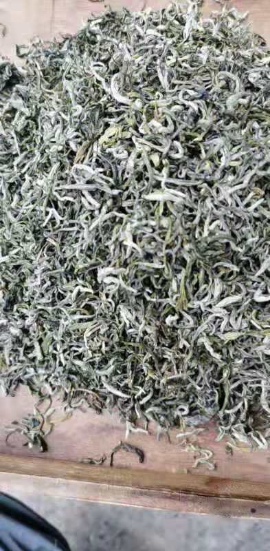 广南县毛峰茶 头春绿茶，云抗十号