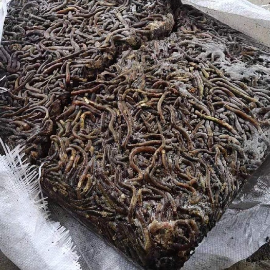 仙桃市水蚯蚓  湖北仙桃大量供应冰冻蚯蚓