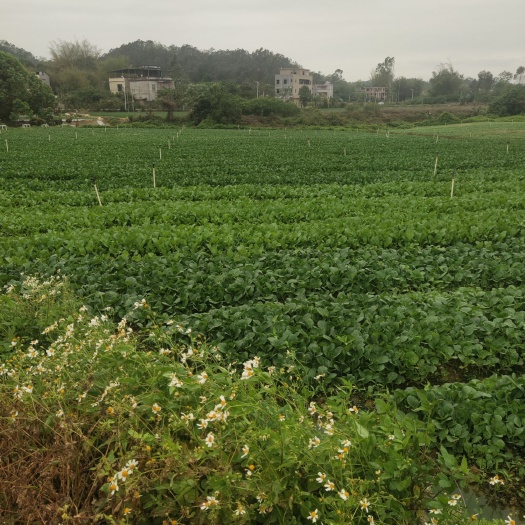 广州水田 菜场，10年合同90亩