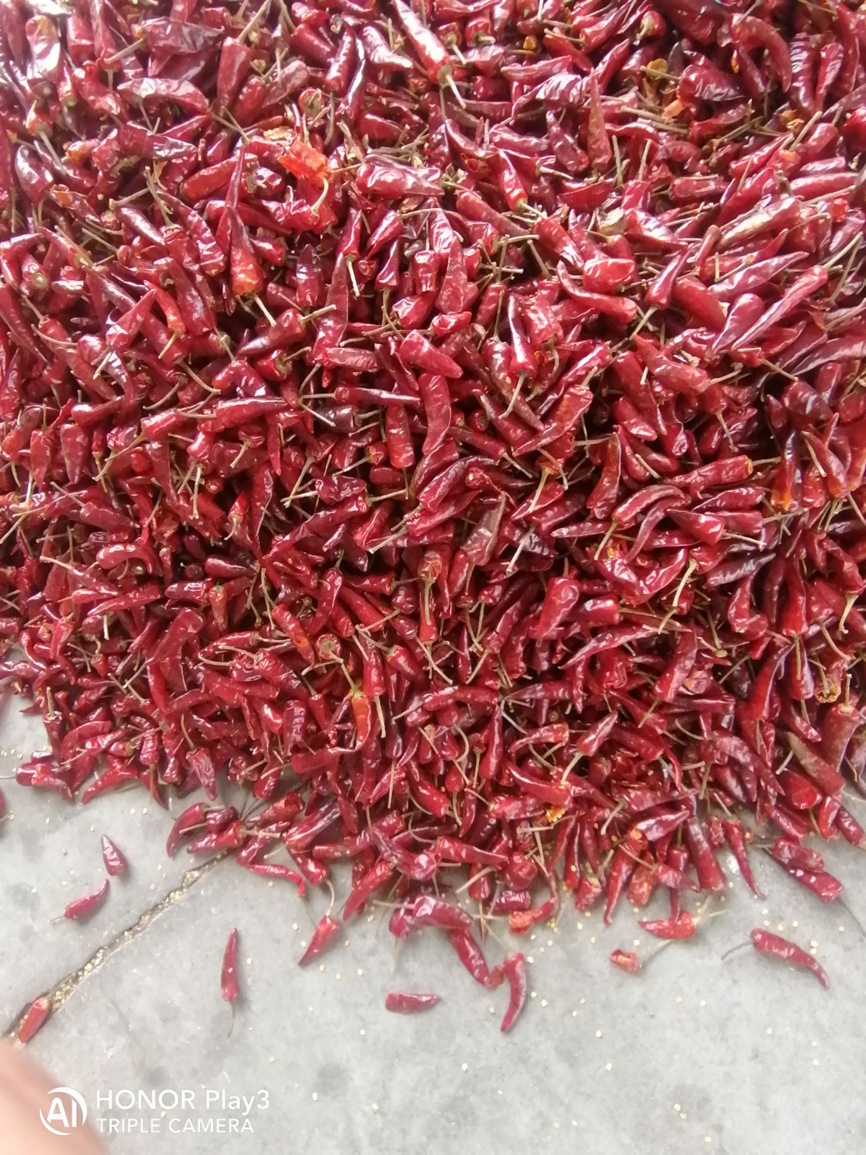 贵州海椒  辣椒