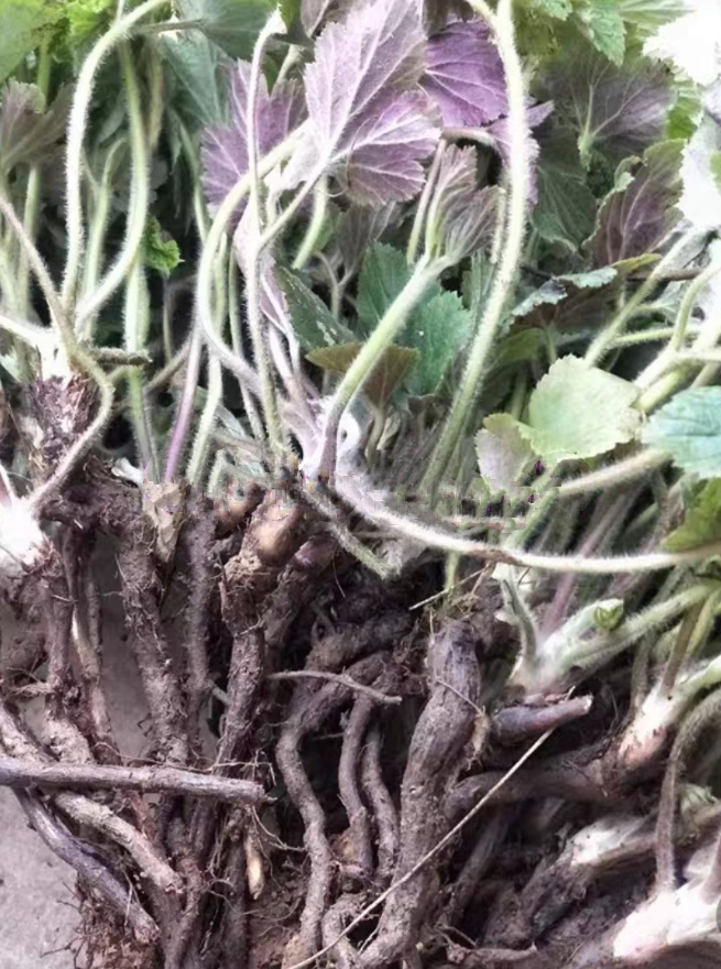 棉花苗  野棉花种苗    现挖现发