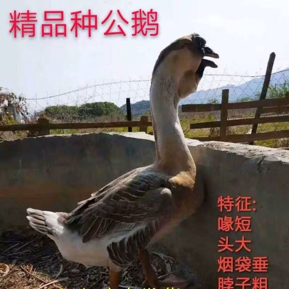 狮头鹅苗 小鹅活体苗纯种狮头鹅宠物活体特大种大型纯种正宗狮子头鹅朗德鹅