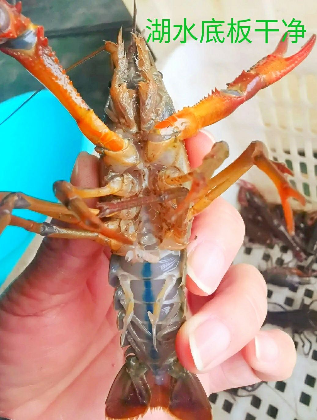 洪湖小龙虾大红