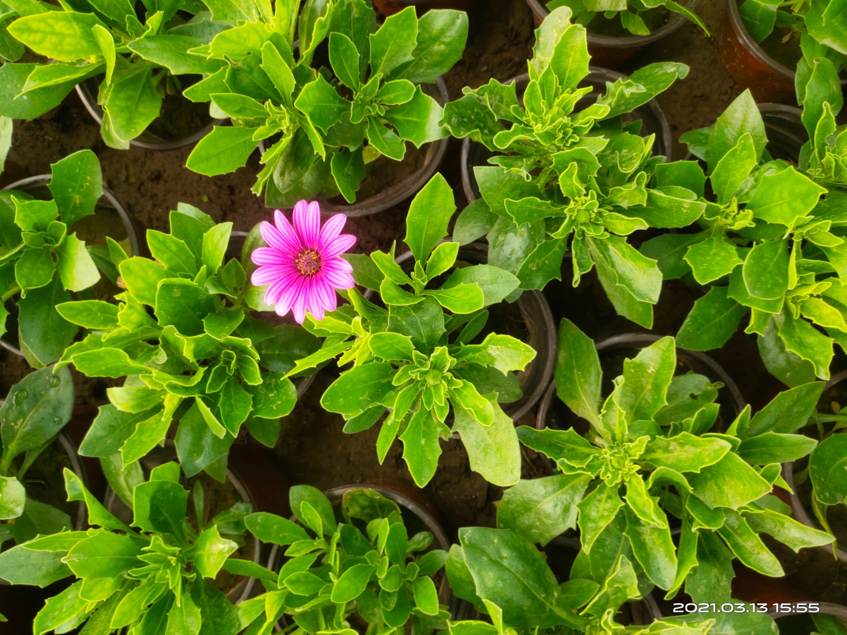 万寿菊苗  南非万寿菊价 南非万寿菊产地 南非万寿菊种植基地