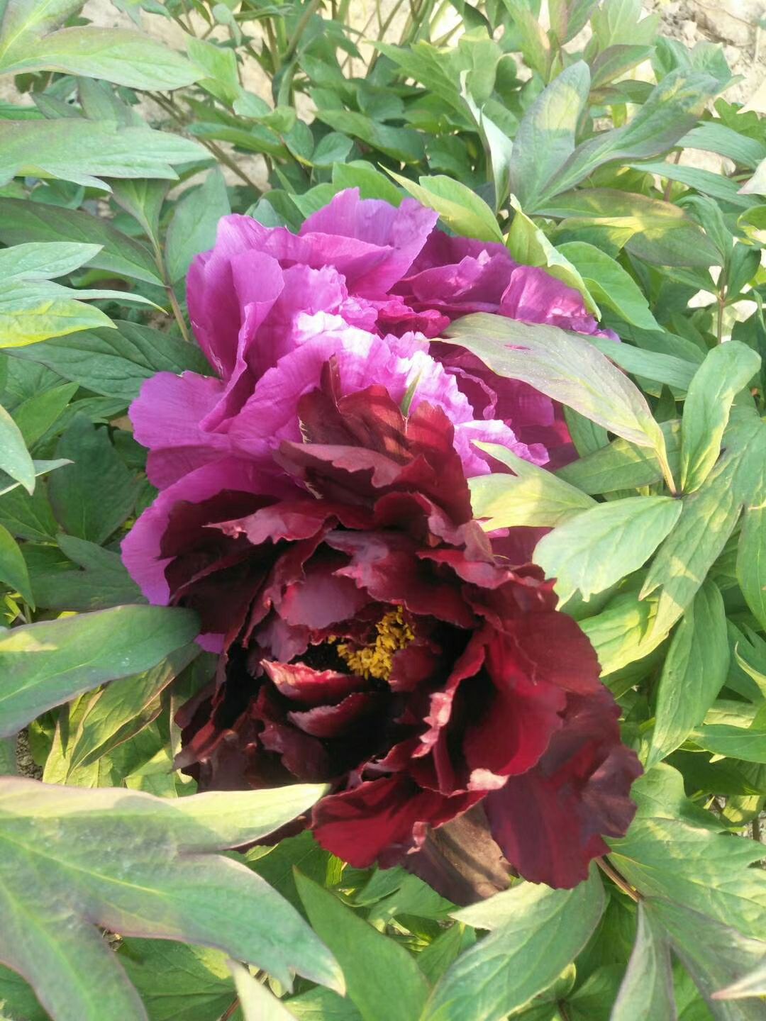 观赏牡丹  精品嫁接苗分株苗，菏泽基地直销，现要现挖，重瓣花