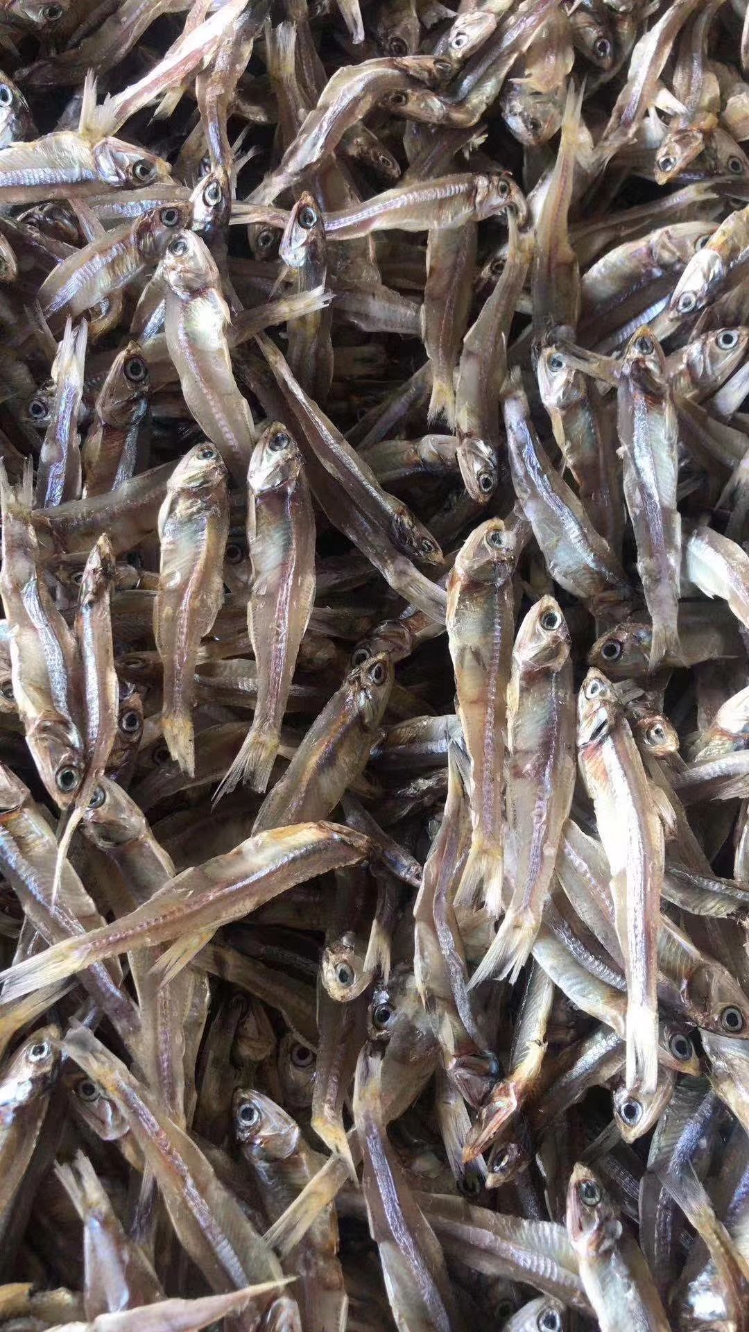 公鱼干  深海小鱼干 淡干小鱼干 纯干货 市场跑量王