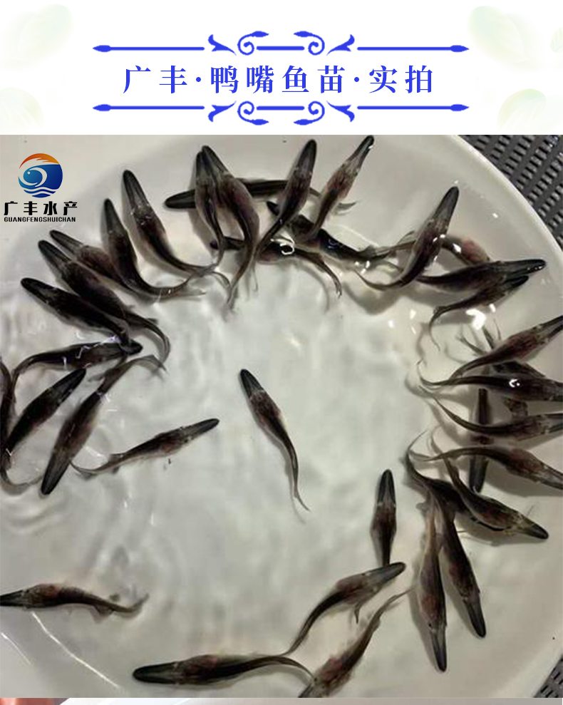 石斑鱼苗 淡水石斑鱼苗