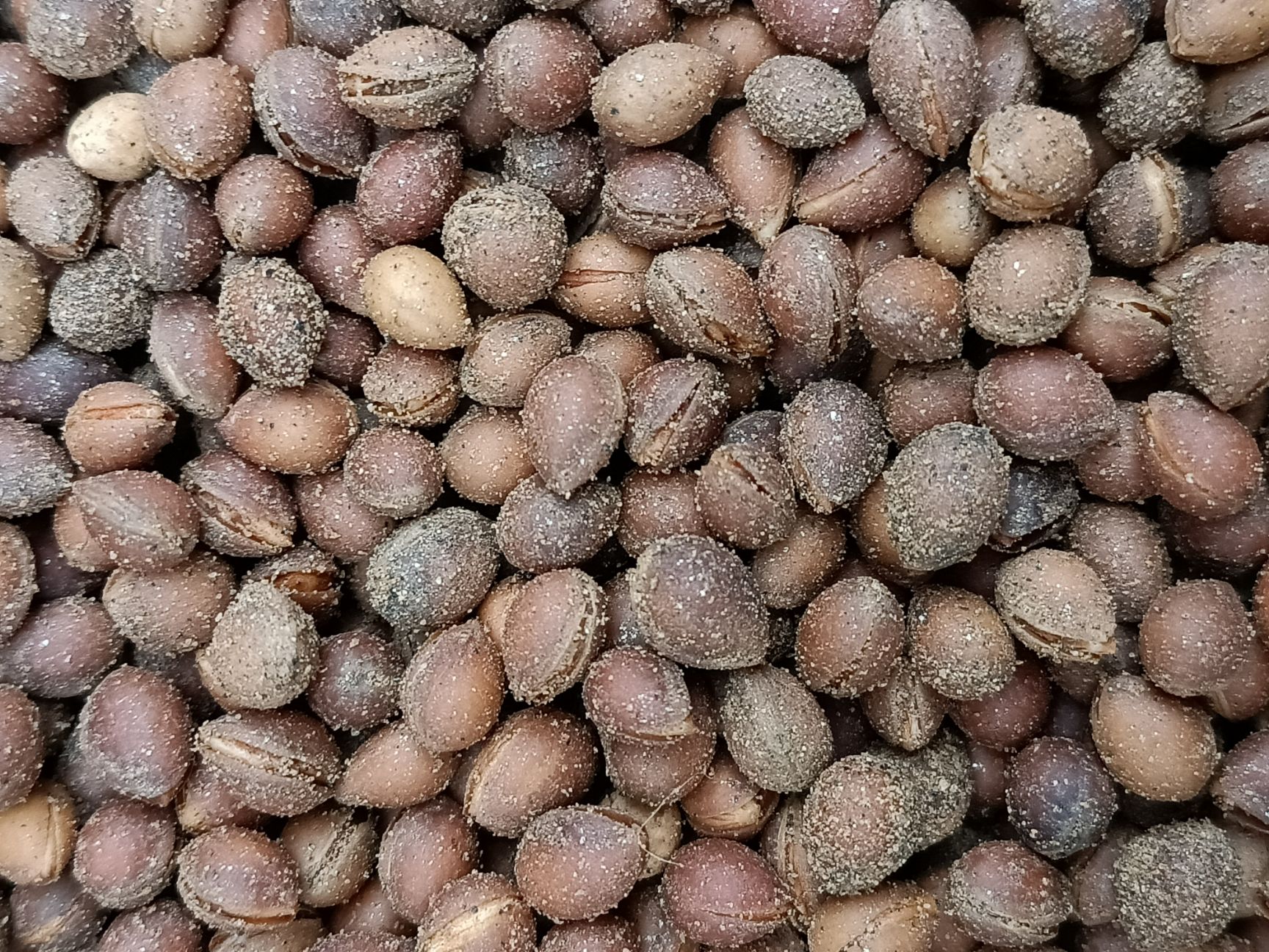 沙王樱桃苗 沙王，俄8樱桃苗