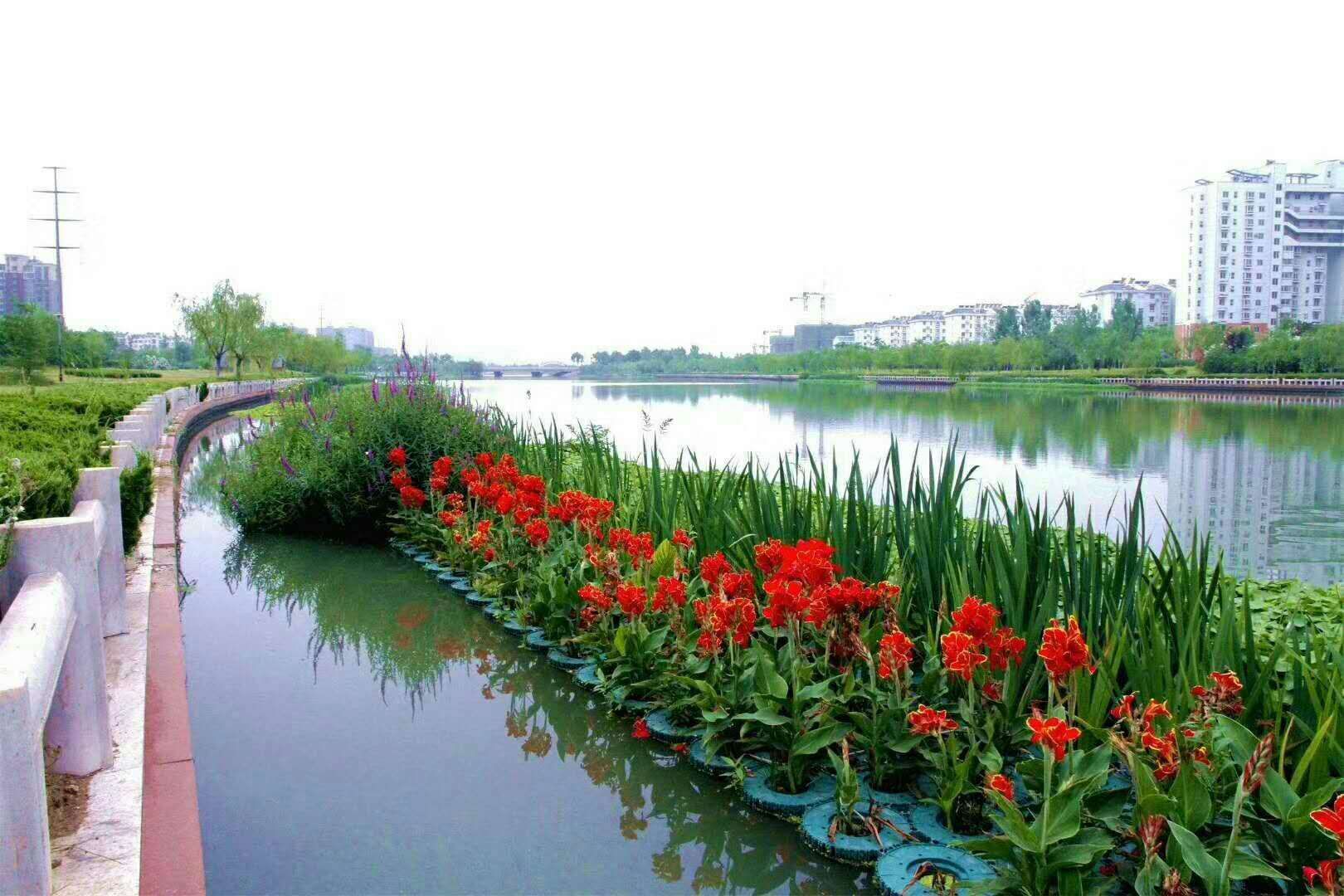 出售，荷花，睡莲，芦苇，千屈菜，人工浮岛，美人蕉，黄昌蒲……