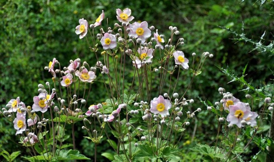 棉花苗  野棉花种苗    现挖现发