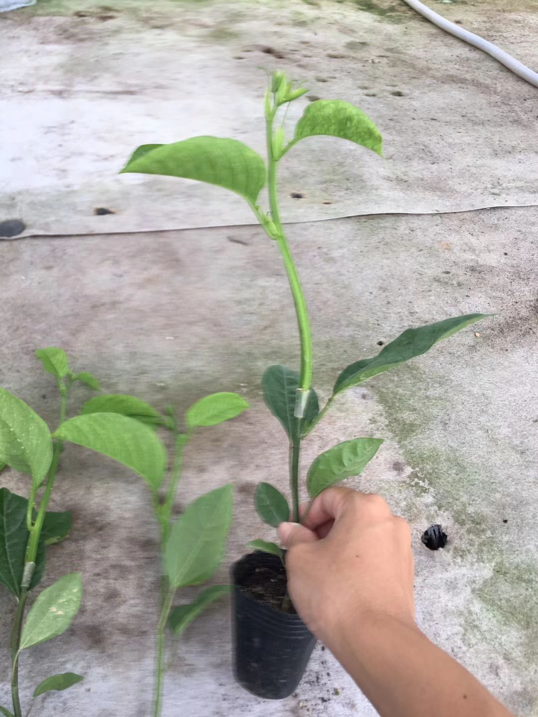 黄金百香果苗  木瓜百香果嫁接苗带营养杯发货