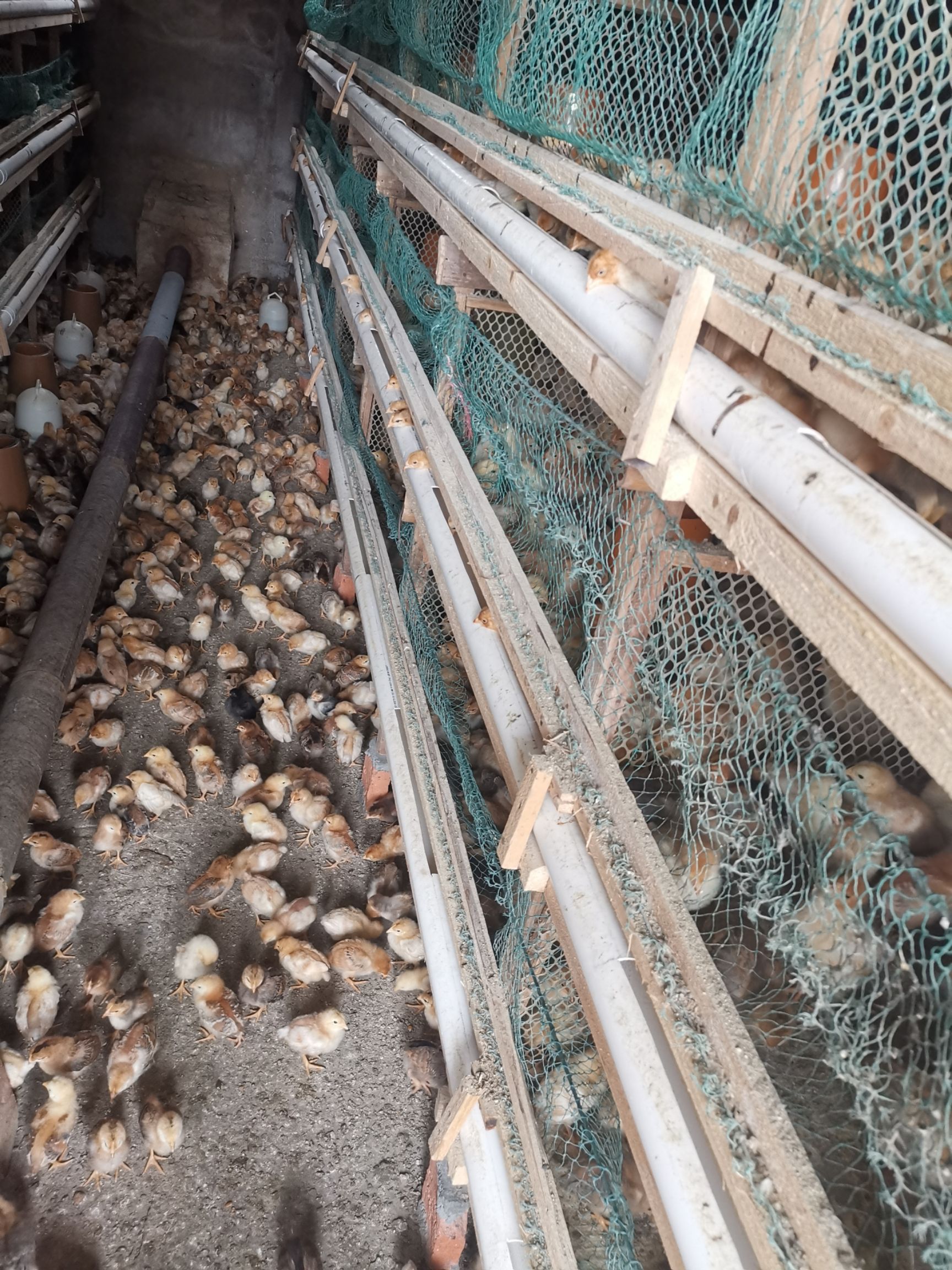 土鸡苗 脱温鸡苗价格美丽量大包送0.0