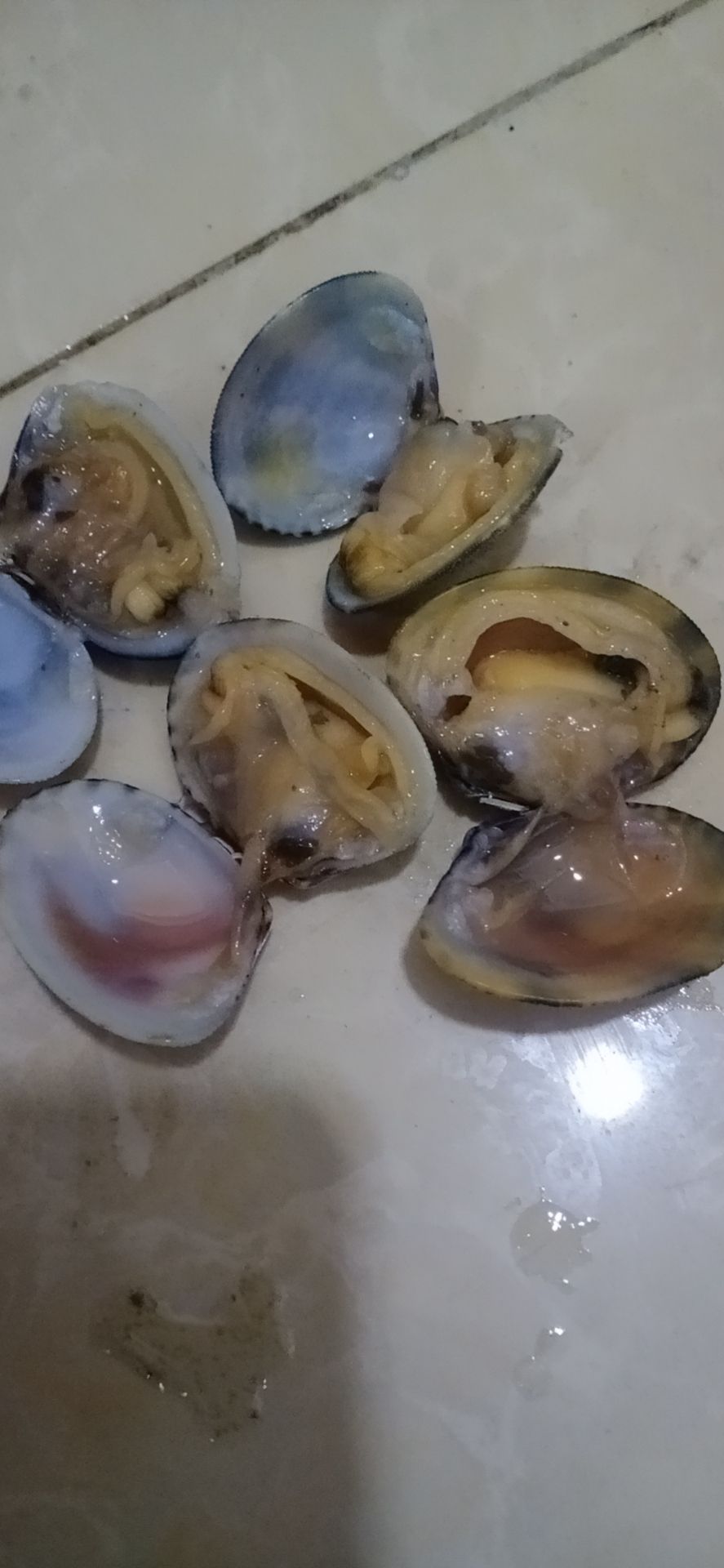 花螺 花甲，肉质鲜美