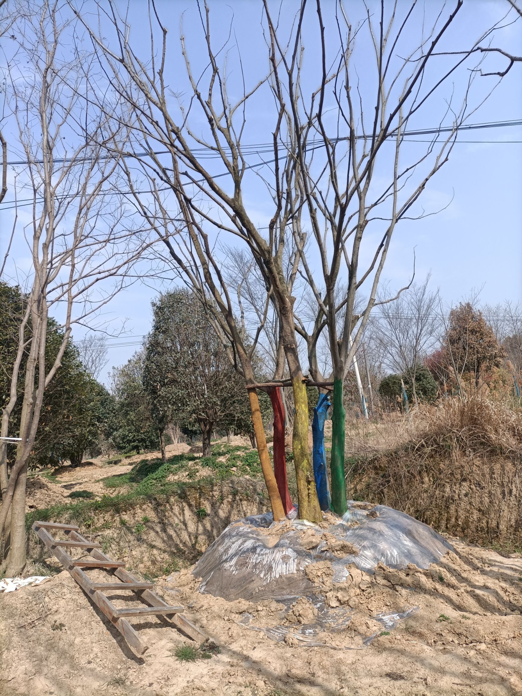  丛生朴树（每杆杆经8-20公分）。货源足