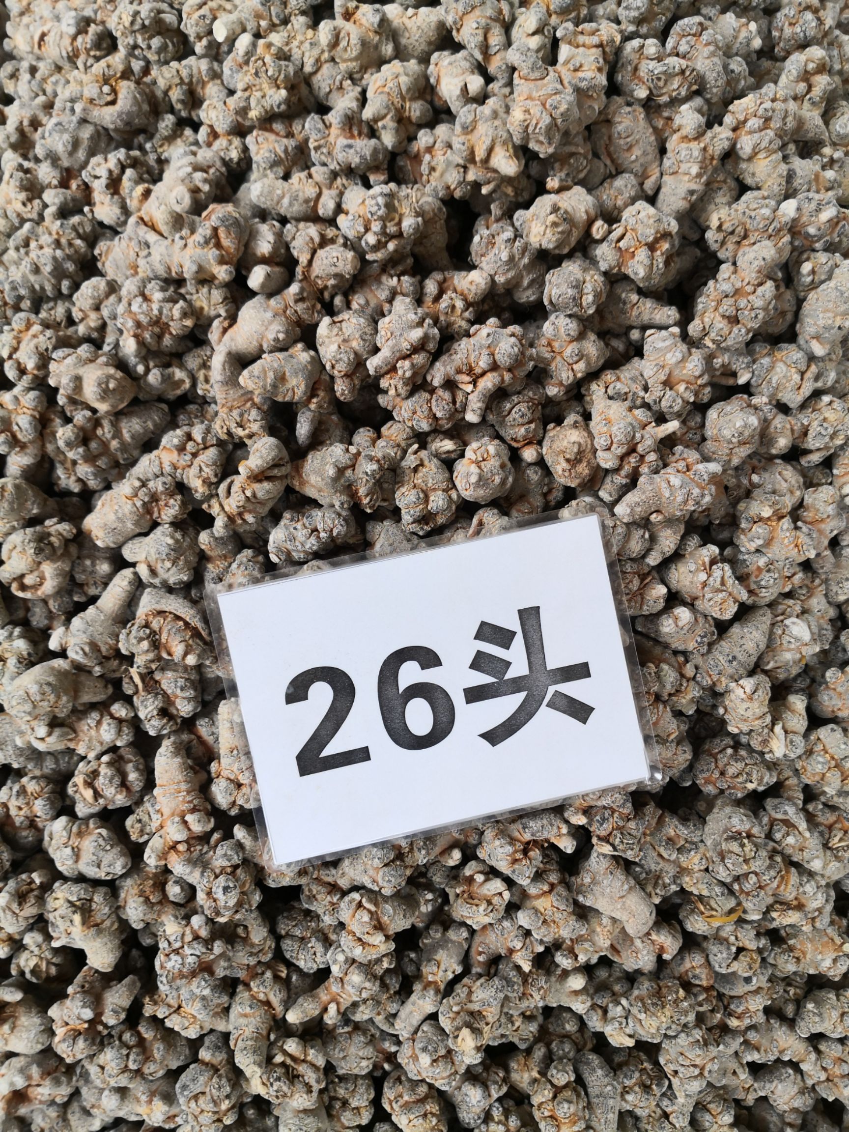 春七  26头三七带帽