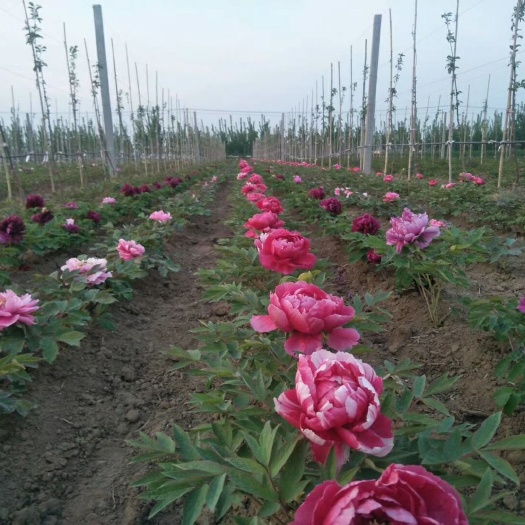 菏泽观赏牡丹  精品嫁接苗分株苗，菏泽基地直销，现要现挖，重瓣花