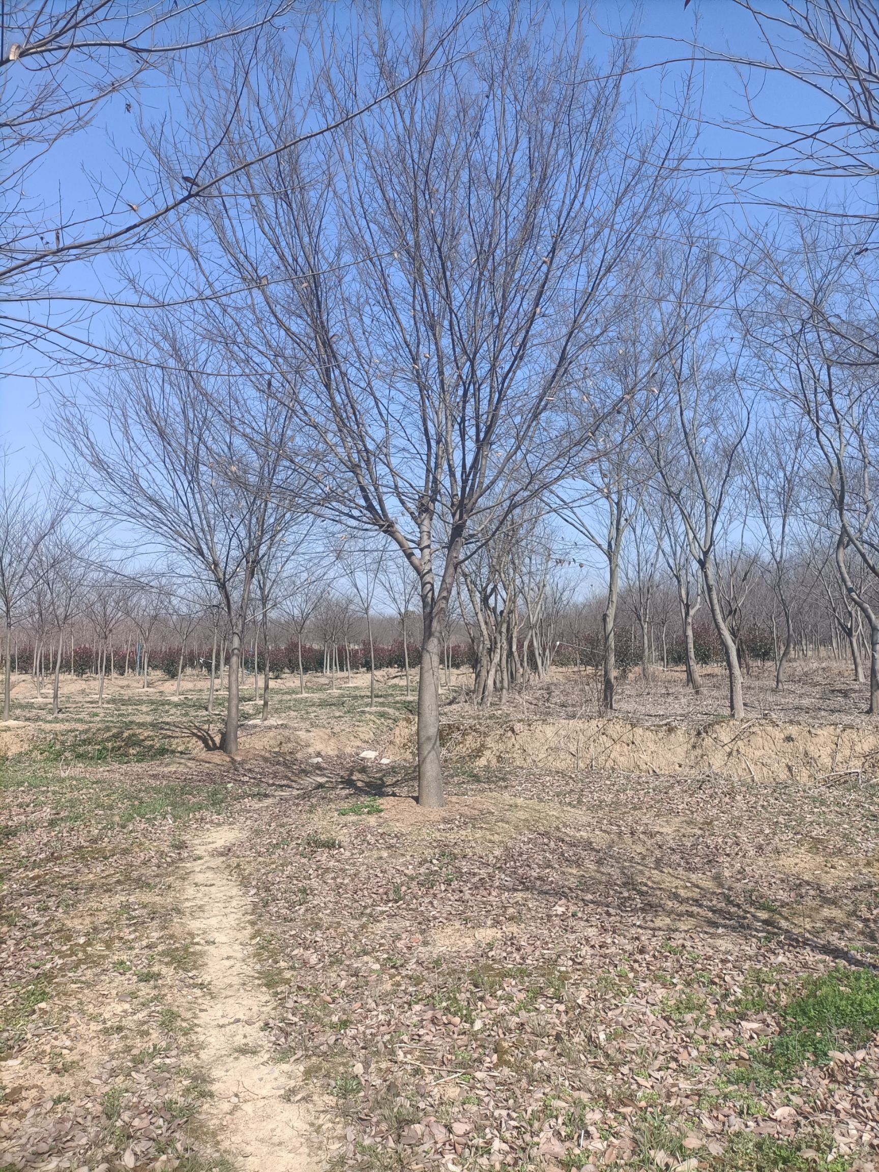 红榉 榉树15-40公分