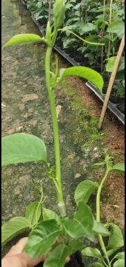 黄金百香果苗  木瓜百香果嫁接苗带营养杯发货