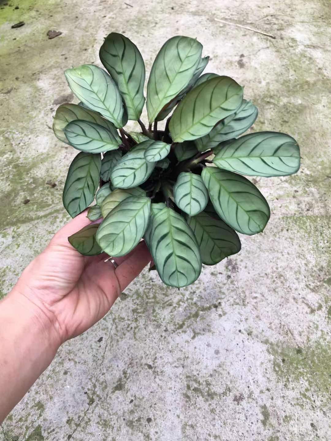  盆栽 孔雀竹芋  120大叶艾玛 110小叶艾玛