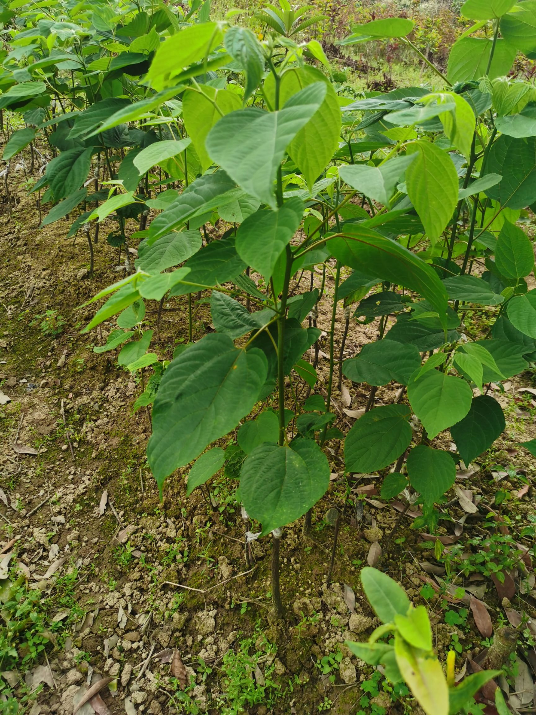 拐枣苗，也叫万寿果苗