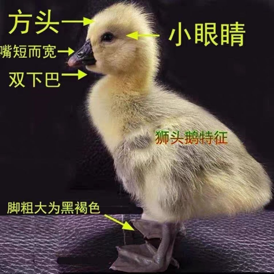 狮头鹅苗 小鹅活体苗纯种狮头鹅宠物活体特大种大型纯种正宗狮子头鹅朗德鹅