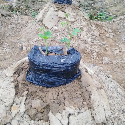 藤县葛根种苗 无渣粉葛种植技术包到现指导种植施肥:喷药，苗床推芽服务到位