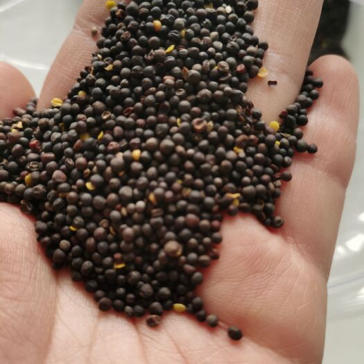 牙克石市油菜籽