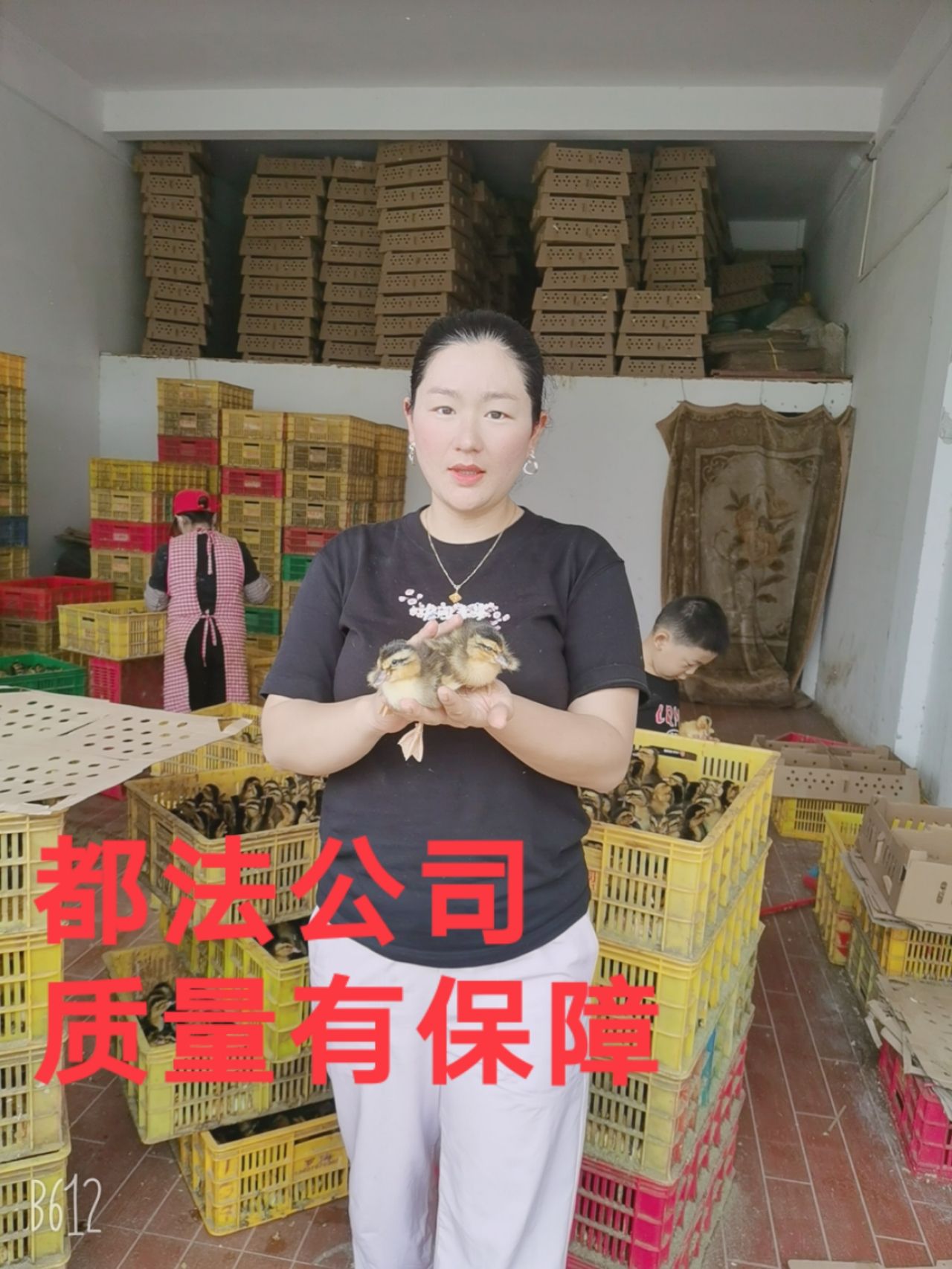 杂交鸭苗  大种麻鸭苗．孵房直销可以来场参观．可以发往全国各地