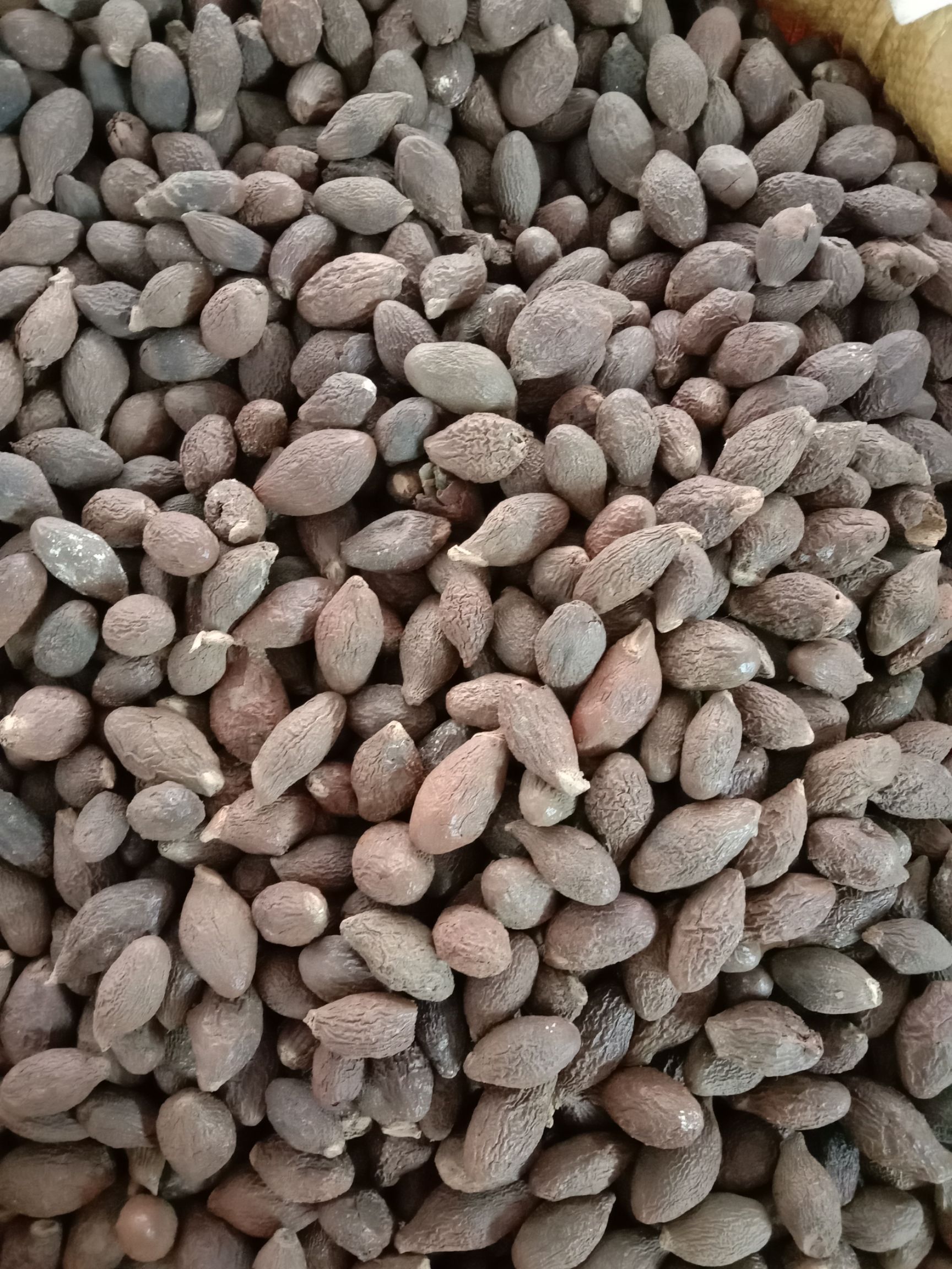 大海子  胖大海