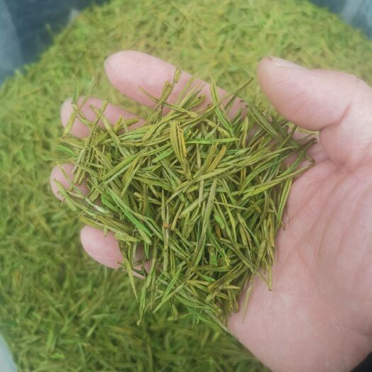 杭州 2021新茶安吉白茶 珍稀白茶 安吉茶农直销