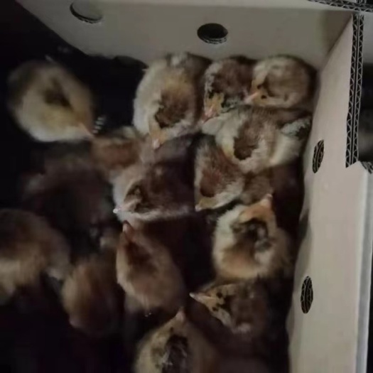 南宁 良凤花鸡苗。厂家直销