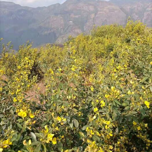 建水县木豆叶  云南优质木豆花，量大从优，基地直供，全国发货，支持代卖。