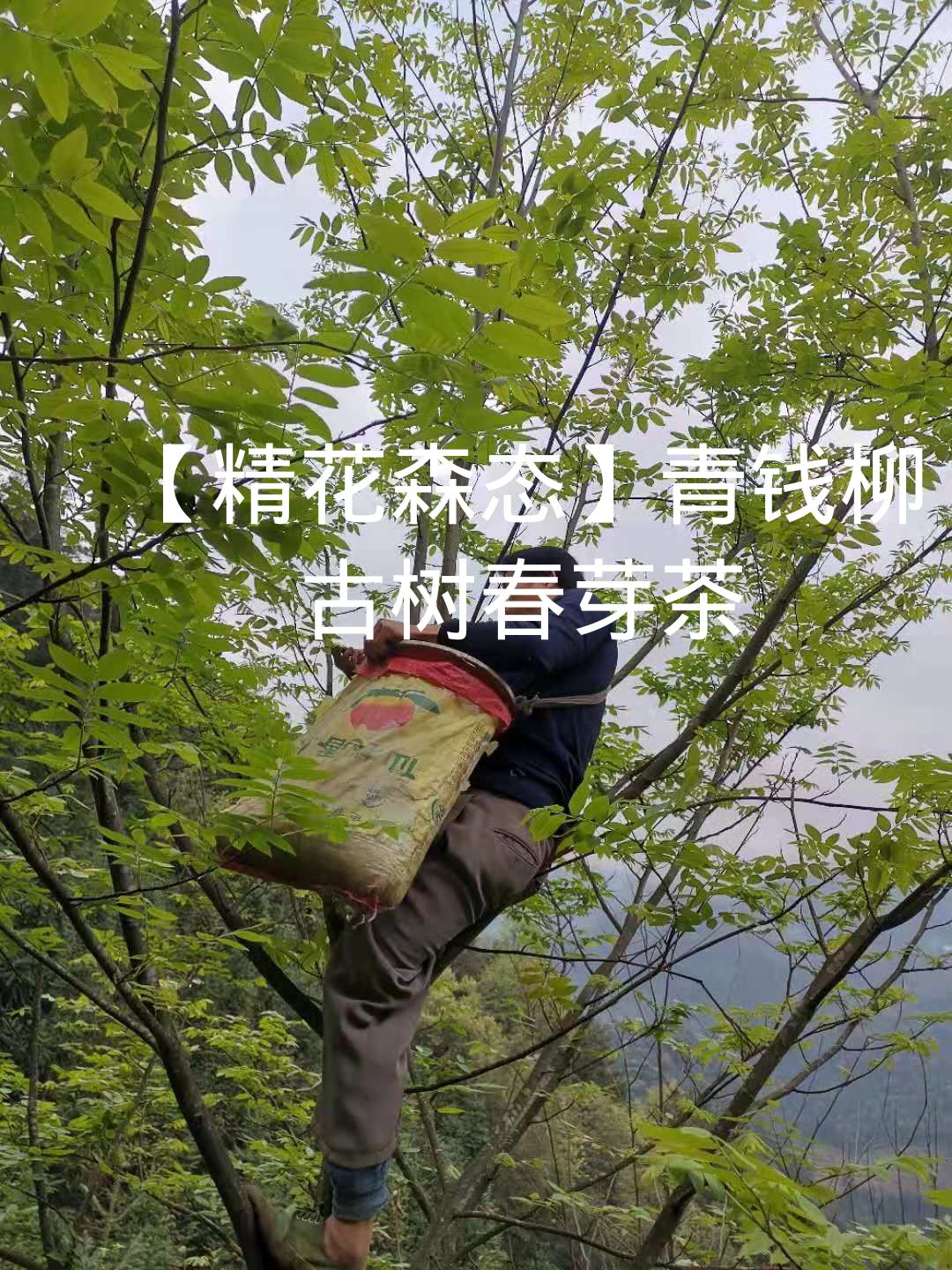 青钱柳叶  【精花森态】纯手工古树春芽茶