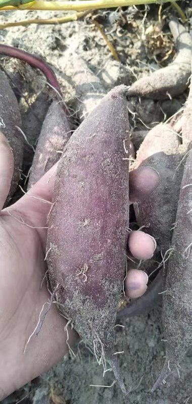 紫罗兰紫薯  紫薯加工薯，紫罗兰，凌紫，008，大量供应，